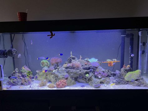 or a year, seniors Jacob Landrum and Jacob Sandvig invest in an aquarium together. “It’s less of a hobby and more of an addiction,” Sandvig said. The saltwater aquarium contains orange clownfish, colorful firefish and tangs, swimming around, filters and corals.